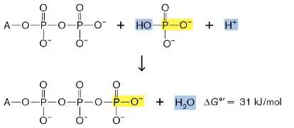 Figure from Chapter 13, Microbiology: An Evolving Science 6e