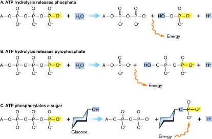 Figure from Chapter 13, Microbiology: An Evolving Science 6e