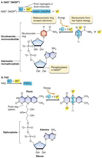 Figure from Chapter 13, Microbiology: An Evolving Science 6e