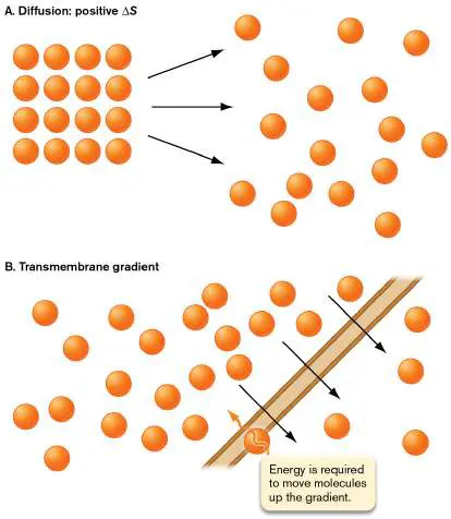 Figure from Chapter 13, Microbiology: An Evolving Science 6e