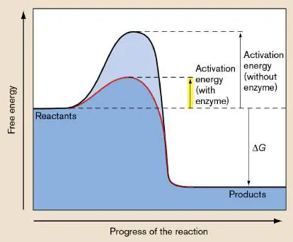 Figure from Chapter 13, Microbiology: An Evolving Science 6e