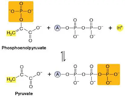 Figure from Chapter 13, Microbiology: An Evolving Science 6e