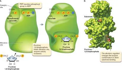 Figure from Chapter 13, Microbiology: An Evolving Science 6e
