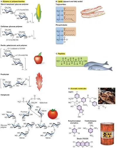 Figure from Chapter 13, Microbiology: An Evolving Science 6e