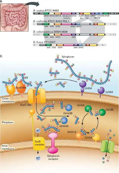 Figure from Chapter 13, Microbiology: An Evolving Science 6e