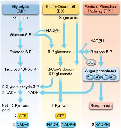 Figure from Chapter 13, Microbiology: An Evolving Science 6e