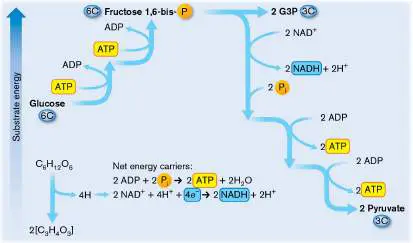 Figure from Chapter 13, Microbiology: An Evolving Science 6e