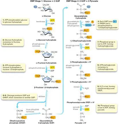 Figure from Chapter 13, Microbiology: An Evolving Science 6e