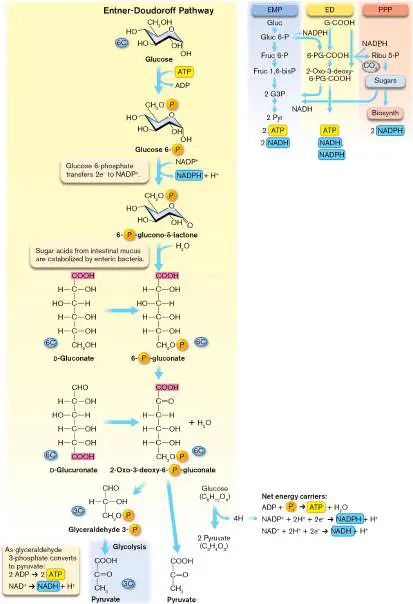 Figure from Chapter 13, Microbiology: An Evolving Science 6e