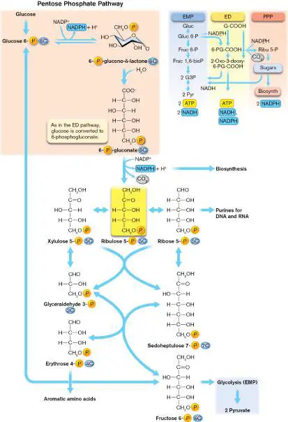 Figure from Chapter 13, Microbiology: An Evolving Science 6e
