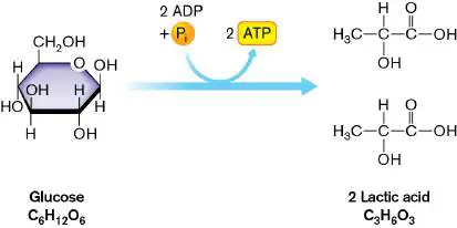 Figure from Chapter 13, Microbiology: An Evolving Science 6e