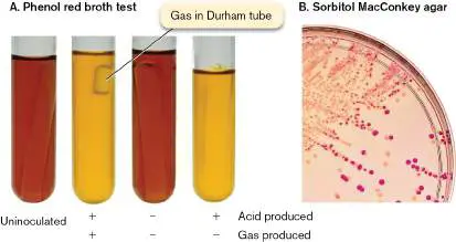 Figure from Chapter 13, Microbiology: An Evolving Science 6e