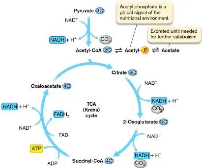 Figure from Chapter 13, Microbiology: An Evolving Science 6e