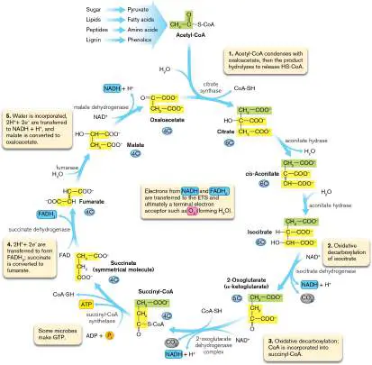 Figure from Chapter 13, Microbiology: An Evolving Science 6e