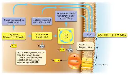 Figure from Chapter 13, Microbiology: An Evolving Science 6e