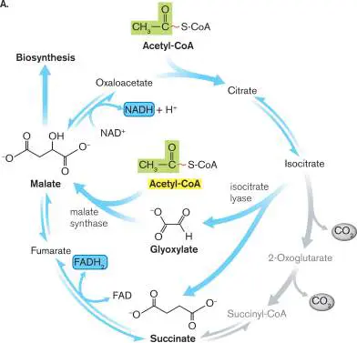 Figure from Chapter 13, Microbiology: An Evolving Science 6e
