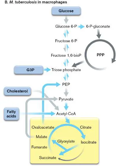 Figure from Chapter 13, Microbiology: An Evolving Science 6e