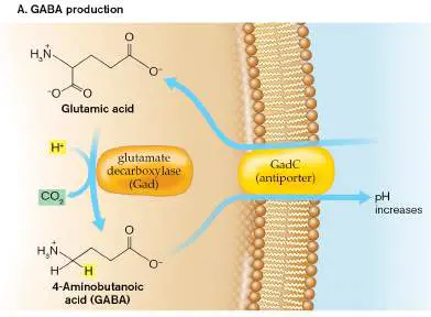 Figure from Chapter 13, Microbiology: An Evolving Science 6e