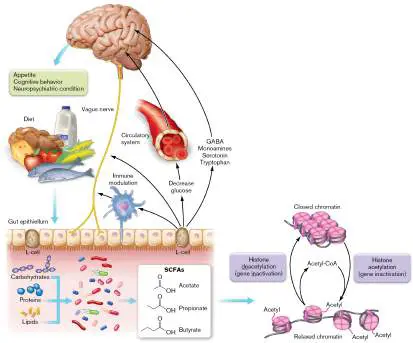 Figure from Chapter 13, Microbiology: An Evolving Science 6e