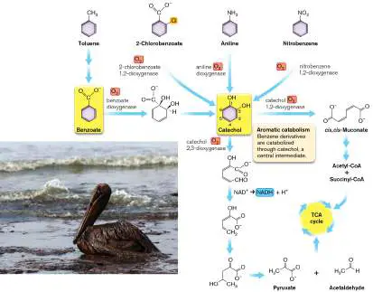 Figure from Chapter 13, Microbiology: An Evolving Science 6e