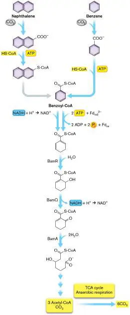 Figure from Chapter 13, Microbiology: An Evolving Science 6e