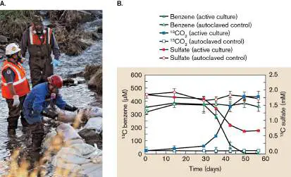 Figure from Chapter 13, Microbiology: An Evolving Science 6e