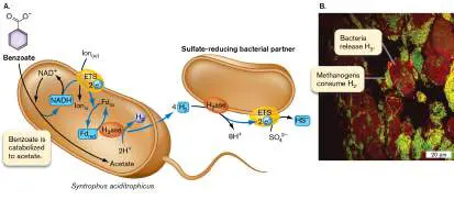 Figure from Chapter 13, Microbiology: An Evolving Science 6e