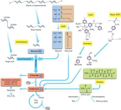 Figure from Chapter 13, Microbiology: An Evolving Science 6e
