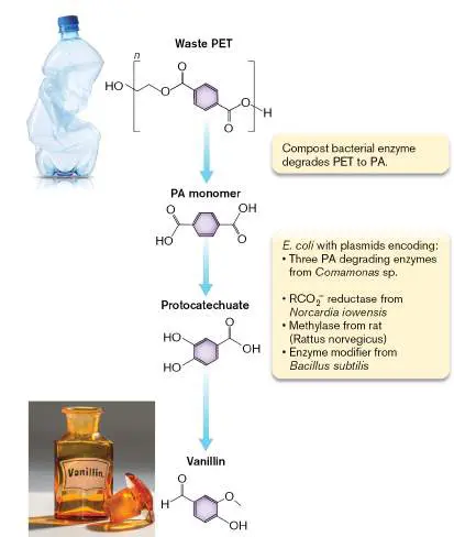 Figure from Chapter 13, Microbiology: An Evolving Science 6e