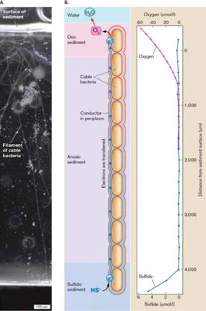 Figure from Chapter 14, Microbiology: An Evolving Science 6e