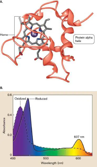 Figure from Chapter 14, Microbiology: An Evolving Science 6e
