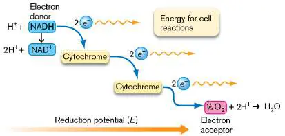 Figure from Chapter 14, Microbiology: An Evolving Science 6e