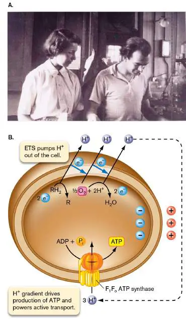 Figure from Chapter 14, Microbiology: An Evolving Science 6e