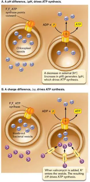 Figure from Chapter 14, Microbiology: An Evolving Science 6e