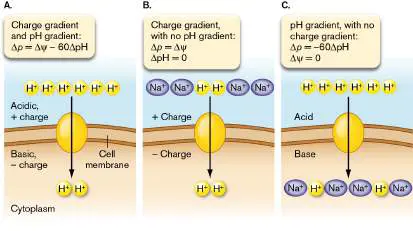 Figure from Chapter 14, Microbiology: An Evolving Science 6e