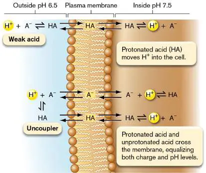 Figure from Chapter 14, Microbiology: An Evolving Science 6e