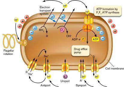Figure from Chapter 14, Microbiology: An Evolving Science 6e