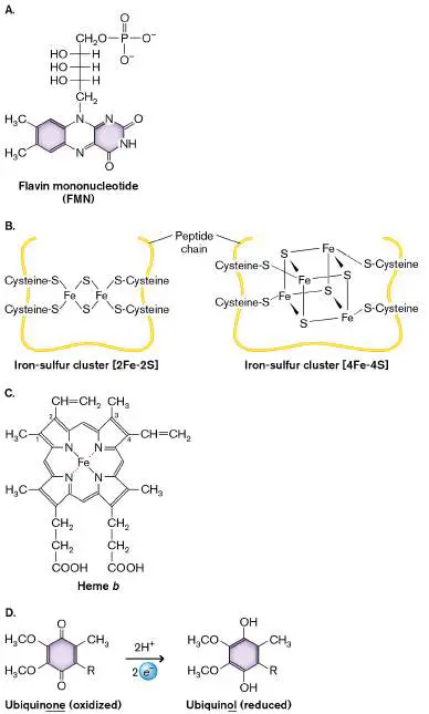 Figure from Chapter 14, Microbiology: An Evolving Science 6e