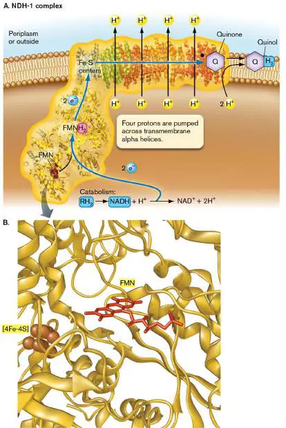 Figure from Chapter 14, Microbiology: An Evolving Science 6e
