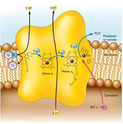Figure from Chapter 14, Microbiology: An Evolving Science 6e