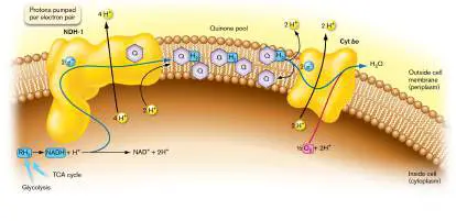 Figure from Chapter 14, Microbiology: An Evolving Science 6e