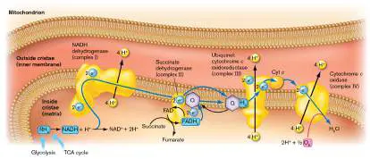 Figure from Chapter 14, Microbiology: An Evolving Science 6e