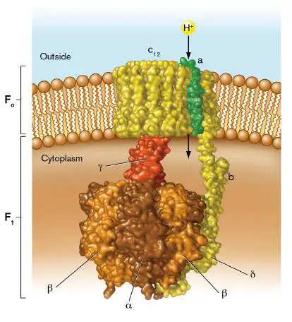 Figure from Chapter 14, Microbiology: An Evolving Science 6e