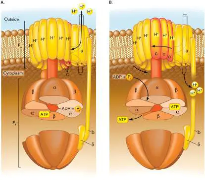Figure from Chapter 14, Microbiology: An Evolving Science 6e