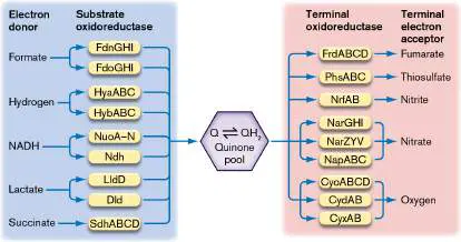 Figure from Chapter 14, Microbiology: An Evolving Science 6e