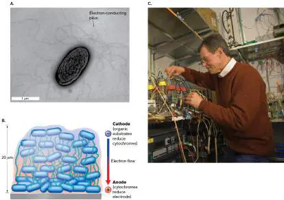 Figure from Chapter 14, Microbiology: An Evolving Science 6e