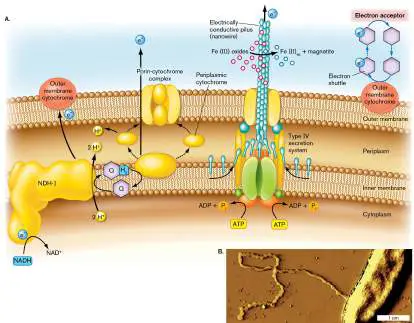 Figure from Chapter 14, Microbiology: An Evolving Science 6e