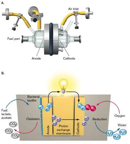 Figure from Chapter 14, Microbiology: An Evolving Science 6e