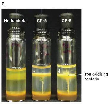 Figure from Chapter 14, Microbiology: An Evolving Science 6e