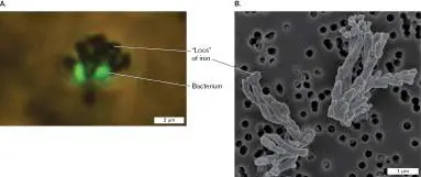 Figure from Chapter 14, Microbiology: An Evolving Science 6e